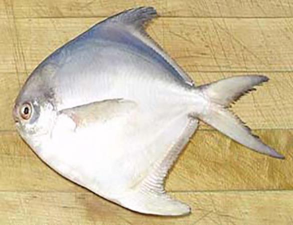 قیمت ماهی حلوا سفید | خرید گونه های مختلف ماهی و میگو زیر قیمت بازار