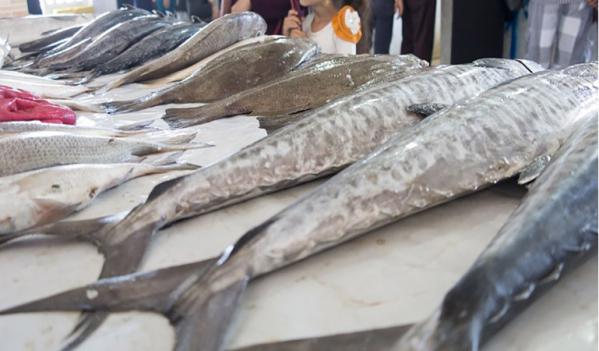 لیست قیمت انواع ماهی در بازار