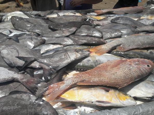 واردات گونه های متنوع ماهی به ایران