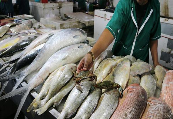 فروش عمده ماهی | عمده فروش پرمصرف ترین آبزی در کشور