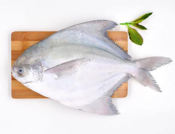 خواص و ارزش غذایی ماهی حلوا سفيد