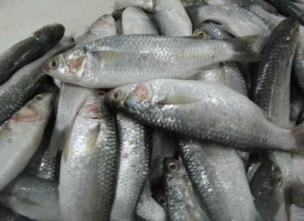 انواع ماهی های خوراکی جنوب ایران