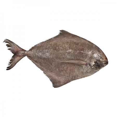 برترین کشورهای صادرکننده بهترین گونه های ماهی در جهان